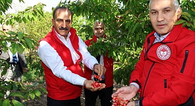 2023’ün ilk kirazı hasat edildi