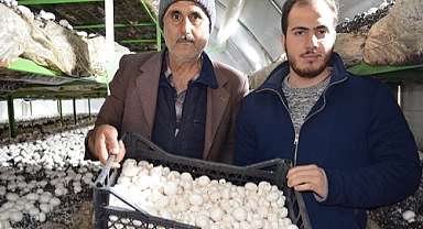 Köprübaşı'nda üç ton mantar üretiliyor