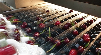 Tomra'dan kiraz paketleme tesisleri için hat çözümleri