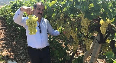 Superior Seedless Çeşidi Sofralık Üzümün ihracat yolculuğu başladı