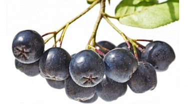 Dr. Aronia, TÜBİTAK Marmara Teknokent'te yerini aldı