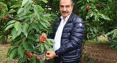 Kiraz hasat şenliğine gençler enerji kattı