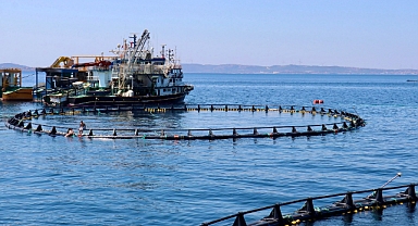 İzmir'deki orkinos çiftlikleri dünyaya açılıyor