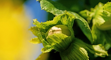 Ferrero Fındık,Sırbistan ve İtalya’da stratejik yatırımlar yapıyor