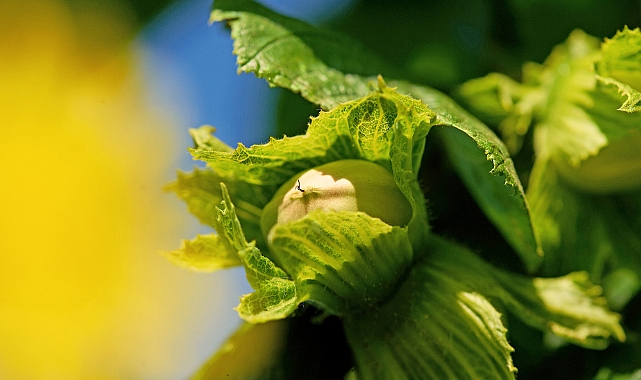 Ferrero Fındık,Sırbistan ve İtalya’da stratejik yatırımlar yapıyor