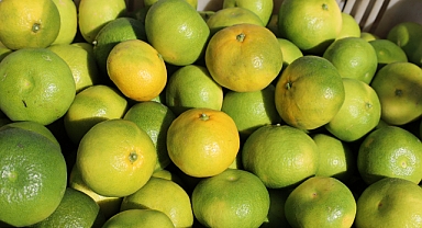 Mandalina ihracatında Ekim bereketi