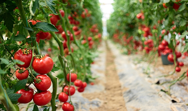 Ege yaş meyve sebze İhracatında sürdürülebilirlik hamlesi