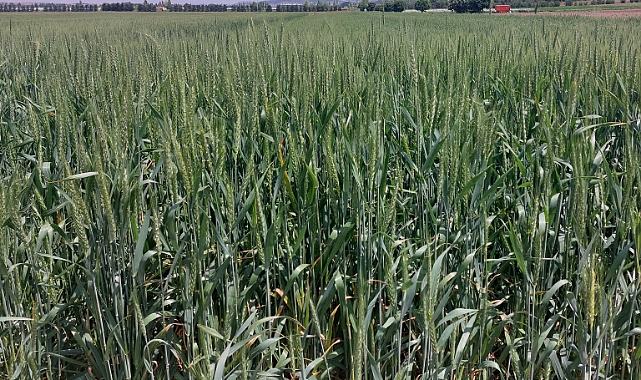 Eti’den yerli buğday çeşidi