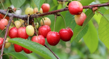 Kiraz hasreti bu sene bitiyor