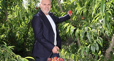 Şeftali ve nektarinde hasat zamanı