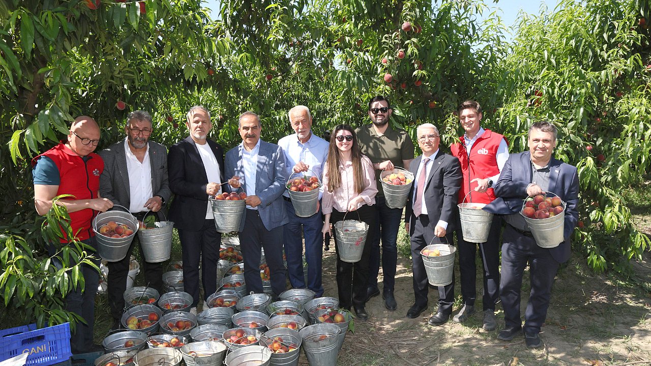 Şeftali ve nektarinde hasat zamanı