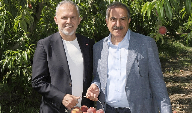 Şeftali ve nektarinde hasat zamanı